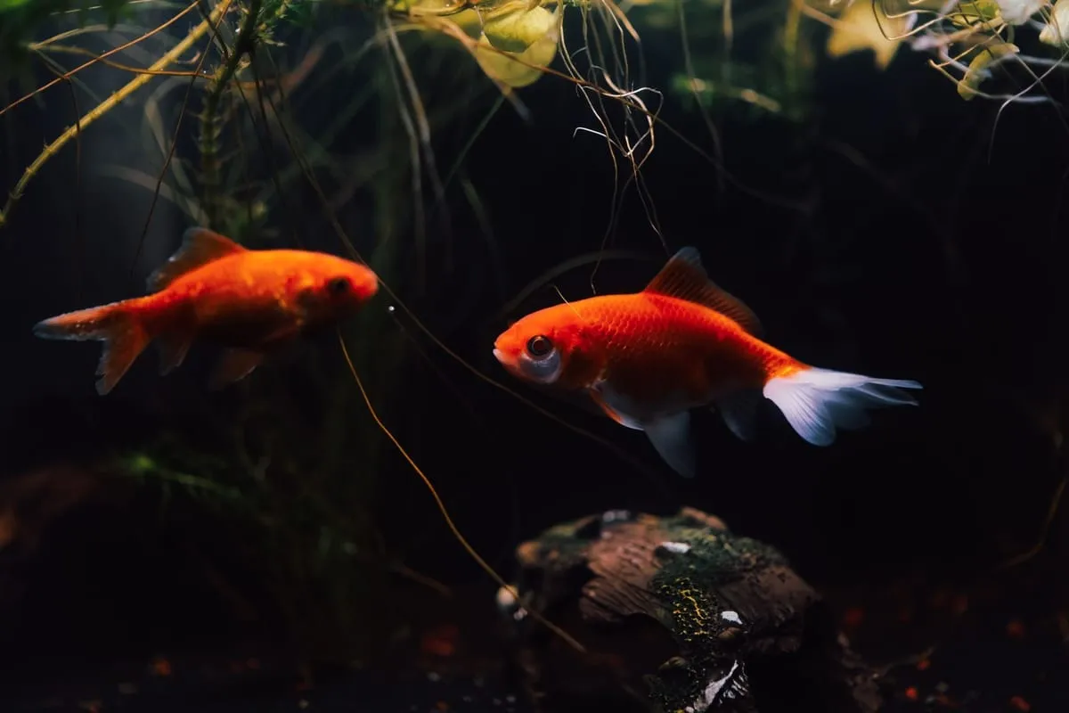 Two orange goldfish swimming near aquarium plants and driftwood in a dimly lit tank