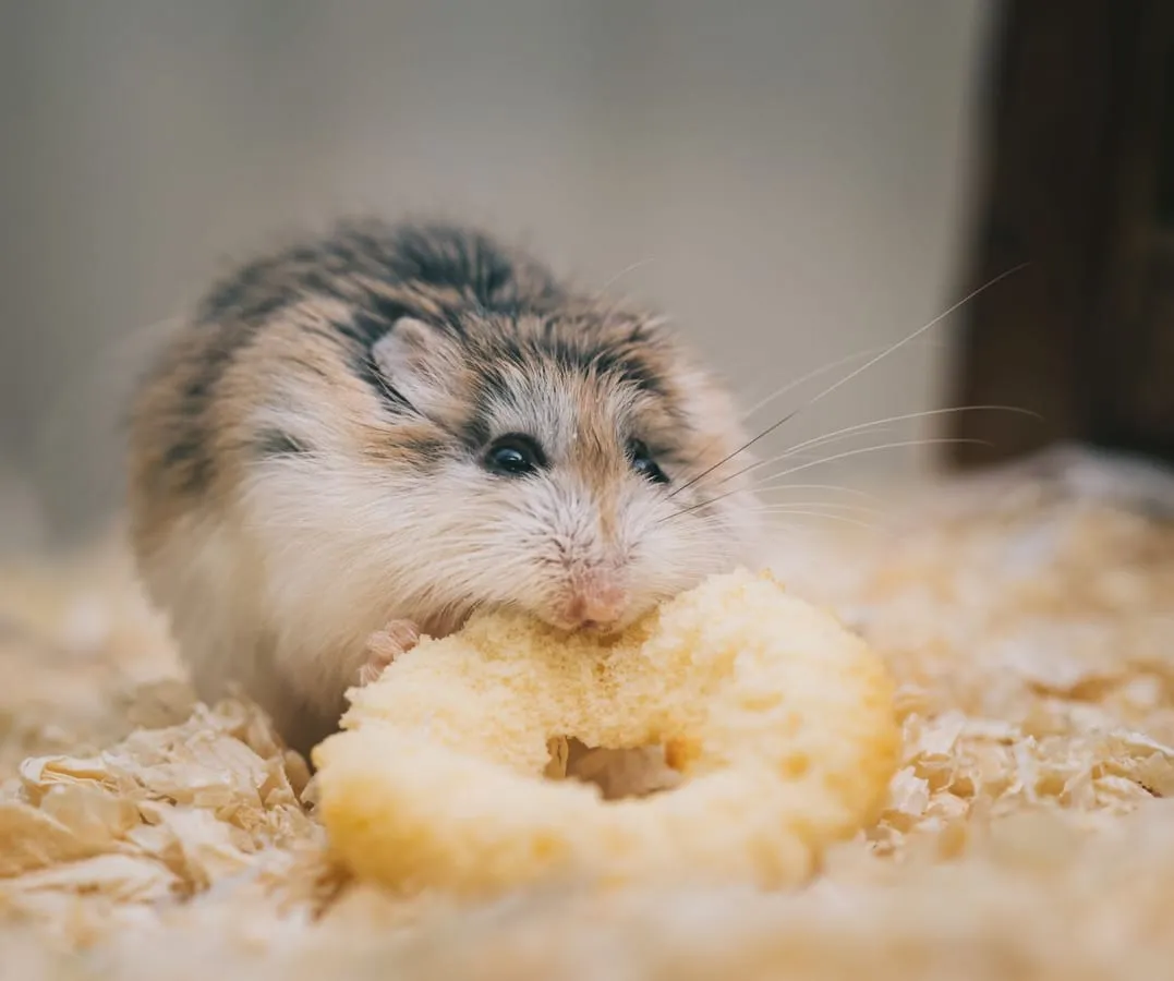 A hamster eating a piece of food while sitting in wood shaving bedding