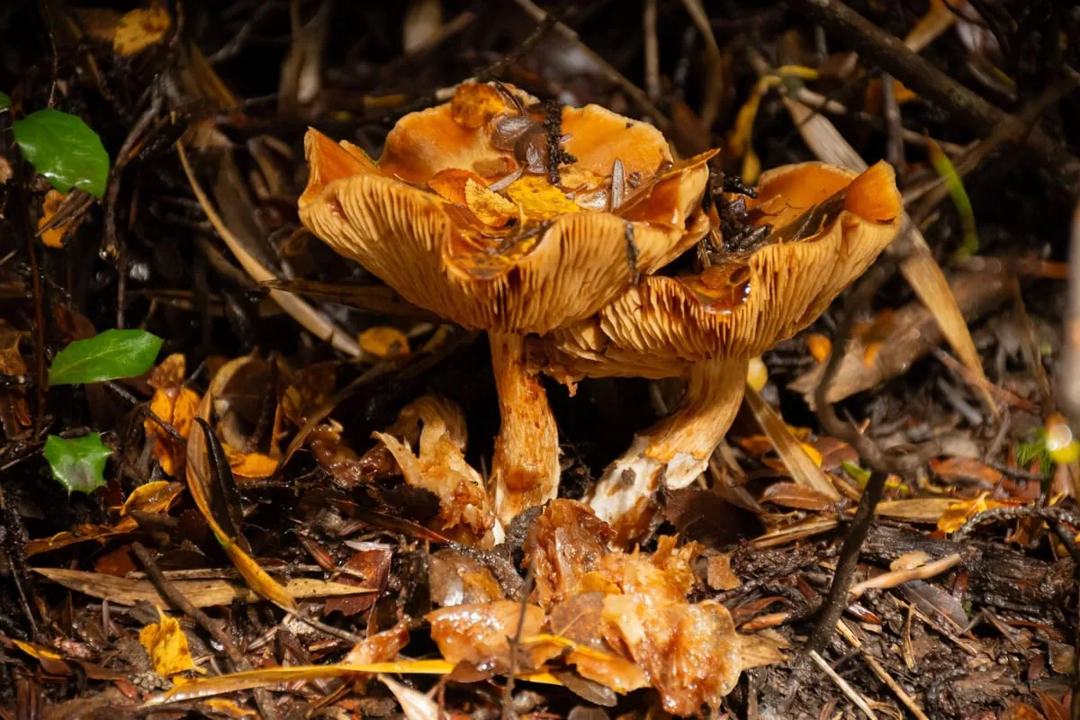A cluster of wild orange-brown mushrooms growing among dead leaves and twigs on a forest floor