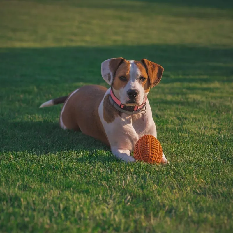 KONG Classic Dog Toy