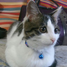 Cat Collar Cat Bell Cat Necklace Pet Collar Bell Dog Collar Outdoor Leash Collar