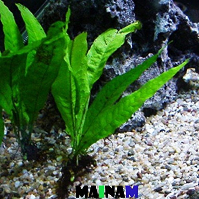 java fern aquarium plant