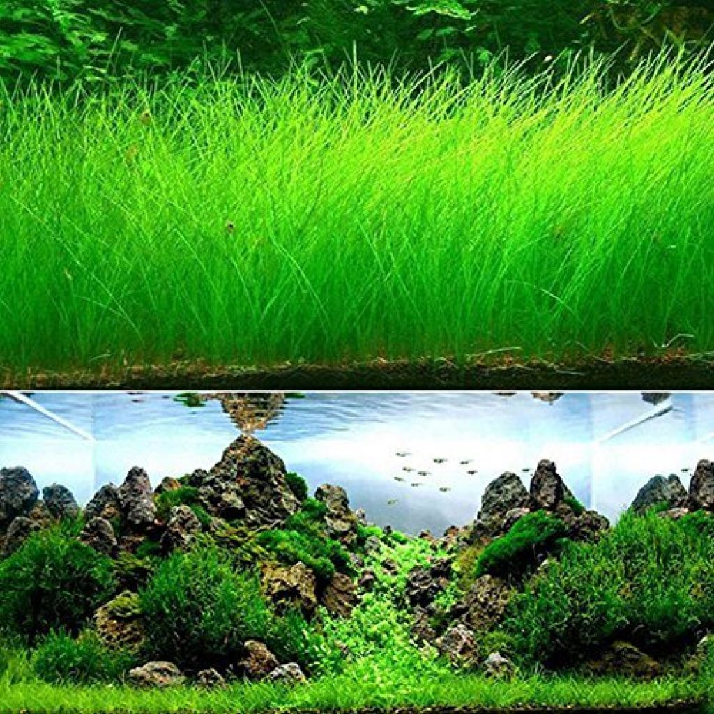 трава для аквариума фото
