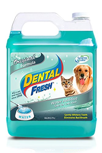 synergy labs dental fresh for cats