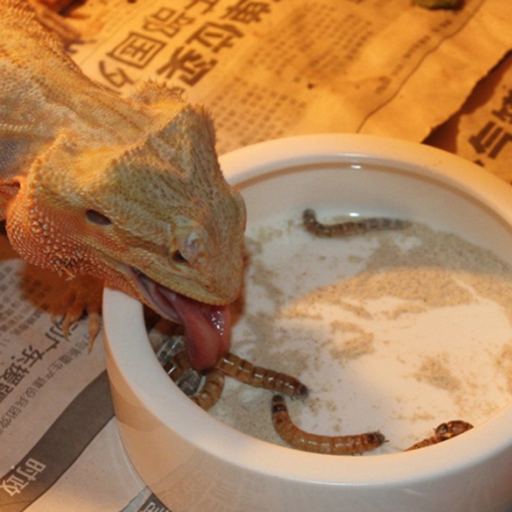 Reptiles Feeder Lizard Ceramic Escape-proof Feeder Amphibian Food Dish Tray Bowl Water Drinker Snake Plate Bath Feeding Tools
